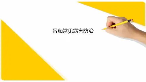 番茄常见病害及防治方法
