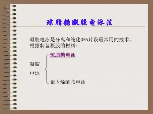 酶工程-06琼脂糖凝胶电泳
