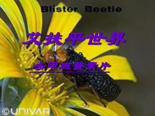去甲斑蝥素片