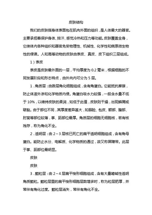 皮肤结构 2