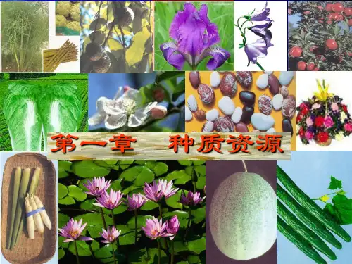种质资源