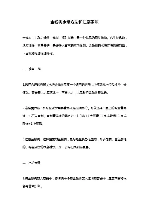 金钱树水培方法和注意事项