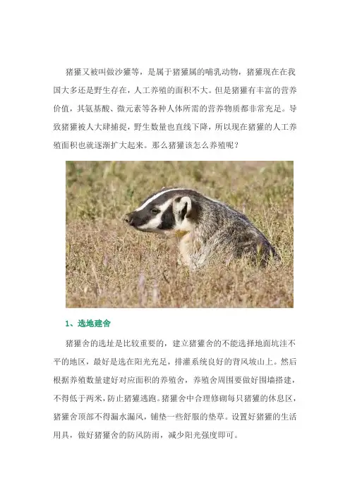 特种养殖：猪獾该怎么养殖？