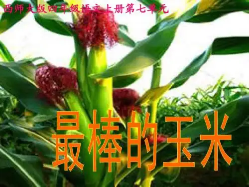 四年级上册西师大版语文第28课最棒的玉米课件