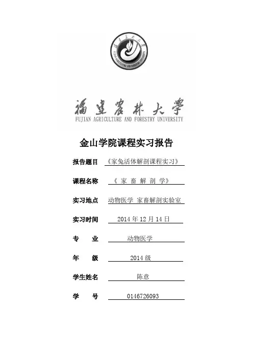 家兔解剖实习报告 2