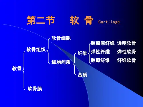 4第四章 结缔组织(软骨与骨)