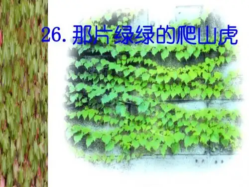 四年级《那片绿绿的爬山虎》ppt课件