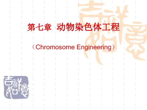 第七章 动物染色体工程