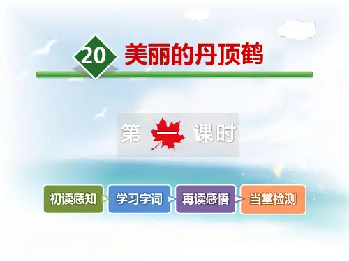 《美丽的丹顶鹤》课件PPT