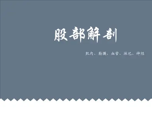 股部解剖