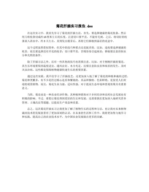 菊花扦插实习报告.doc