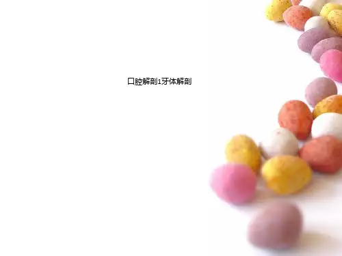 口腔解剖1牙体解剖