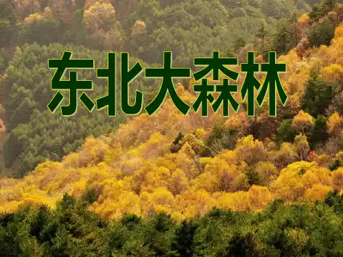 冀教版四年级语文下册《17 东北大森林》课件