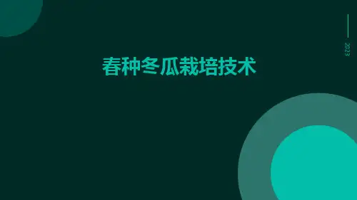 春种冬瓜栽培技术