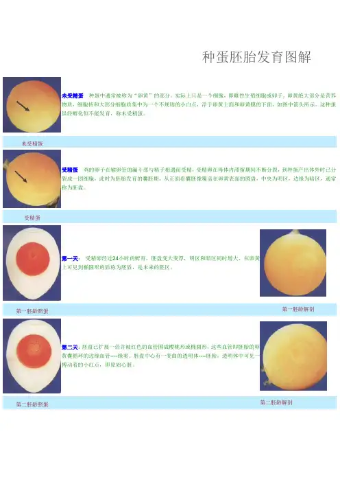 孵化胚胎发育图解