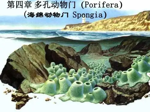4多孔动物