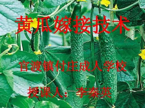 黄瓜嫁接技术1