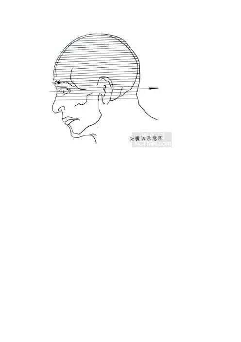 头颅横切面断层解剖