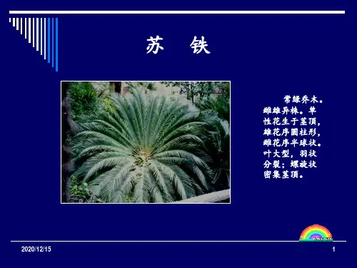 50种常见植物 ppt课件