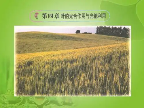 八年级生物上册 光合作用的原料课件 冀教版