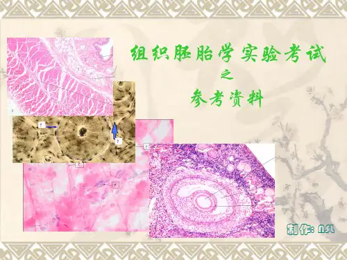 组胚图谱 (1)