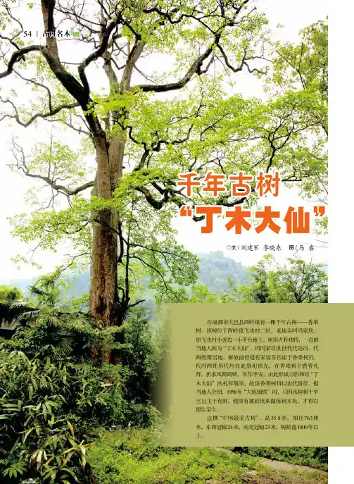 千年古树“丁木大仙”