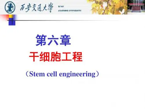 干细胞工程