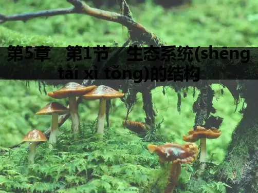高中生物 5.1生态系统的结构课件 新人教版必修3