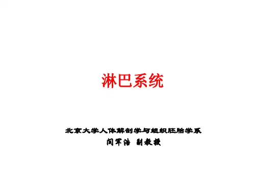 人体形态学 淋巴系统-简图版