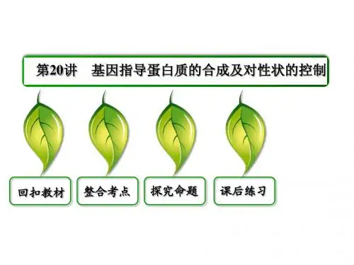 【状元之路】2014高考生物(新课标通用版)一轮复习第20讲 基因指导蛋白质的合成及对性状的控制(53PPT)
