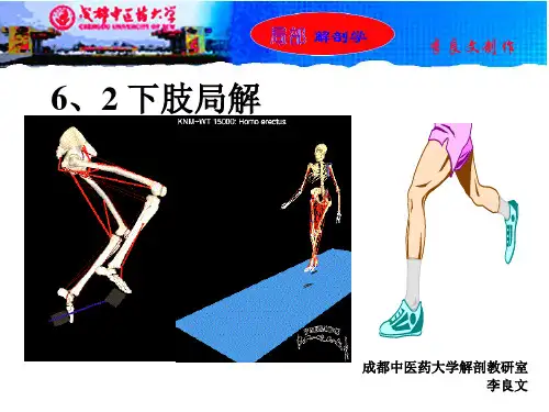 下肢局解李