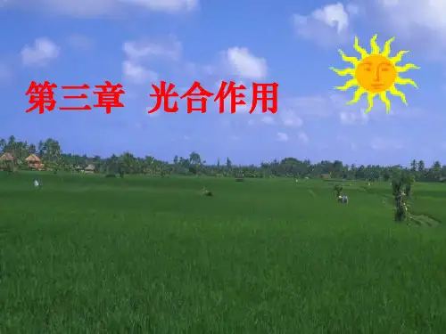 第三章 光合作用