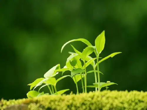 小学美术《草丛中》优质课件