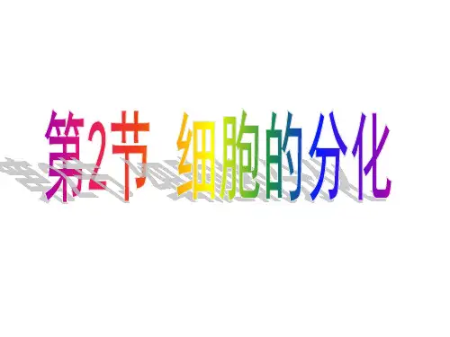 复习细胞的分化