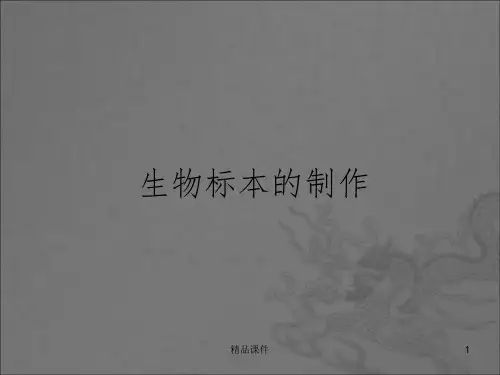 动物标本的制作ppt课件