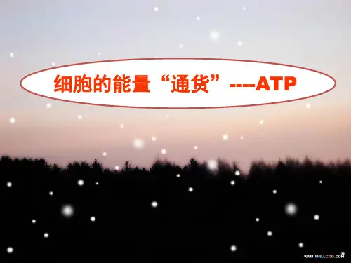 细胞的能量通货----ATP(课件)