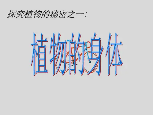青岛版四年级科学上册植物身体