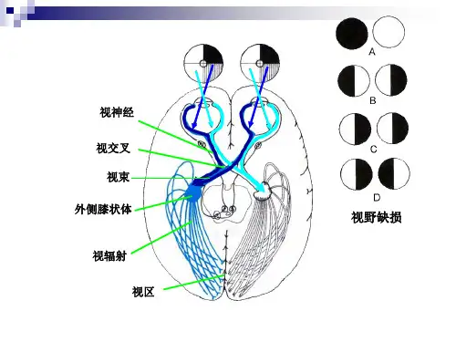 视觉传导通路