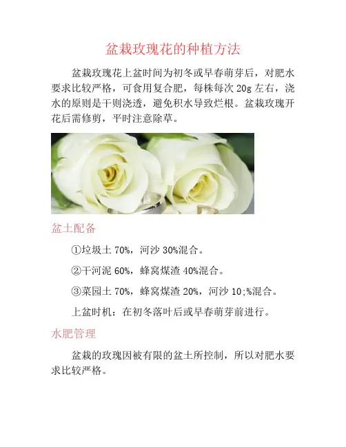 盆栽玫瑰花的种植方法