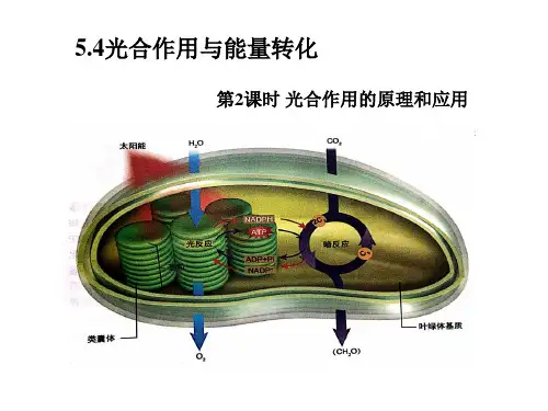 5.4.2光合作用的原理和应用(课件)-高中生物人教版(2019)必修一