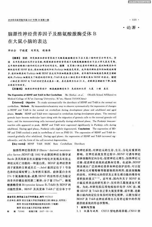 脑源性神经营养因子及酪氨酸激酶受体B在大鼠小脑的表达