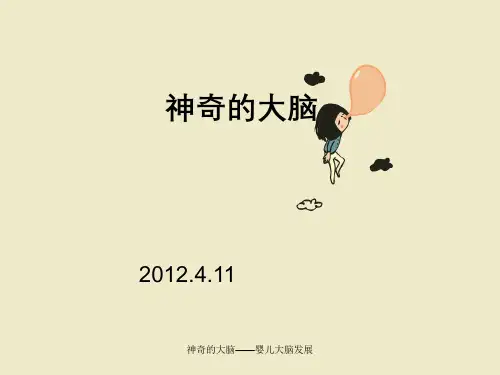 神奇的大脑——婴儿大脑发展