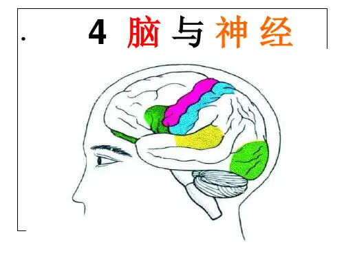 青岛版五年级下册科学——4脑与神经 PPT