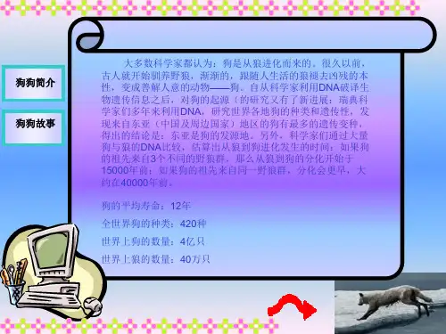 小狗种类的详细介绍