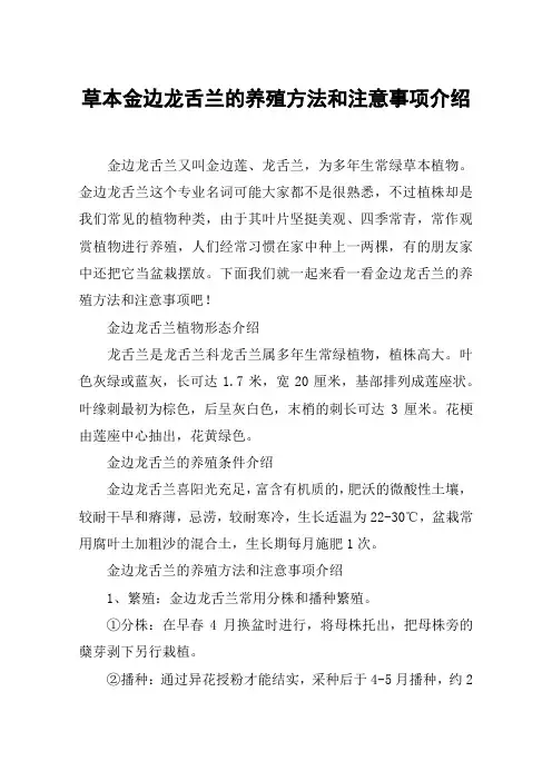 草本金边龙舌兰的养殖方法和注意事项介绍
