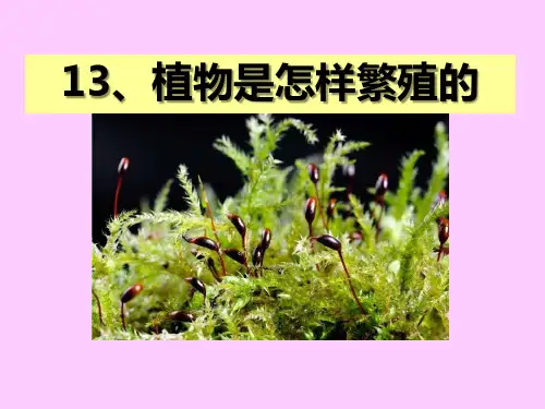 《植物是怎样繁殖的》植物的生命系统 PPT实用课件3