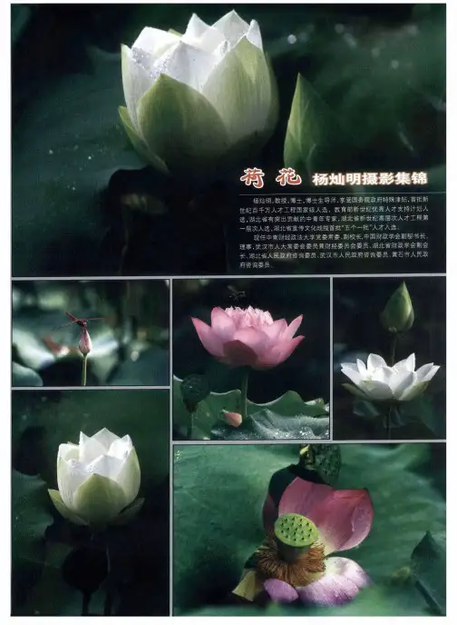 荷花——杨灿明摄影集锦