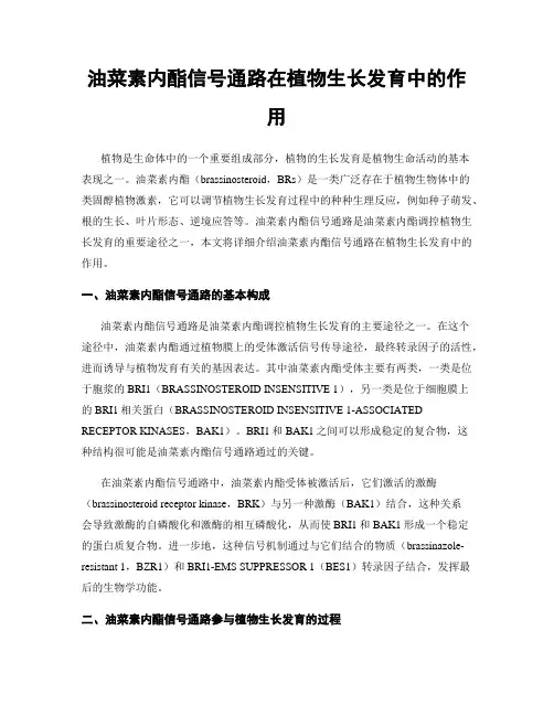 油菜素内酯信号通路在植物生长发育中的作用