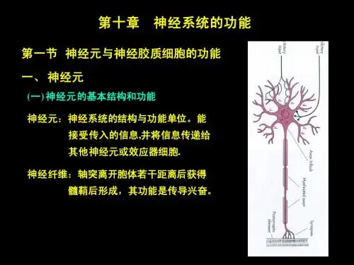神经系统一02