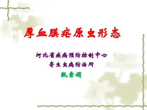 厚血膜中疟原虫形态